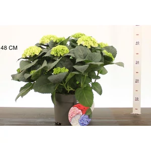 Kerti hortenzia    HYDRANGEA MACROPHYLLA CAIPIRANNA K4