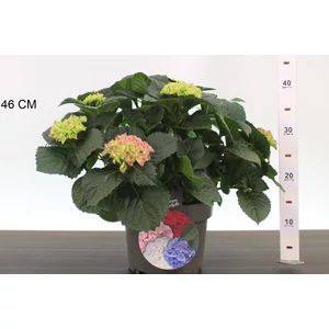 Kerti hortenzia    HYDRANGEA MACROPHYLLA RED BARON K4