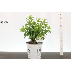 Bugás hortenzia    HYDRANGEA PANICULATA LITTLE LIME 25/30 K5