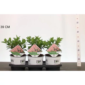 Bugás hortenzia    HYDRANGEA PANICULATA LITTLE QUICK FIRE 20/+ CS19