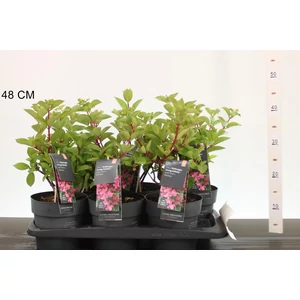 Bugás hortenzia    HYDRANGEA PANICULATA LIVING INFINITY 40/50 K2