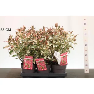Fűrészeslevelű hortenzia  HYDRANGEA SERRATA EUPHORIA PINK 25/35 CS15