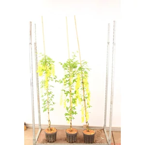Hosszúfürtű aranyeső  LABURNUM WATERERI VOSSII 150/175 K5