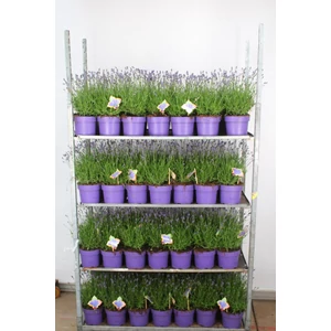 Levendula  LAVANDULA ANGUSTIFOLIA HIDCOTE 40/45 K3