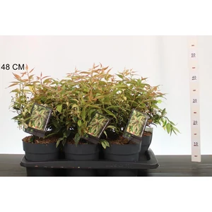 Fürtös hanga    LEUCOTHOE FONTANESIANA MAKIJAZ 25/30 CS17