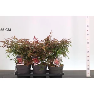 Japán szentfa  NANDINA DOMESTICA OBSESSED 25/35 K3