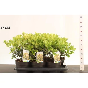 Felemáslevelű illatcserje  OSMANTHUS HETEROPHYLLUS GOSHIKI K2