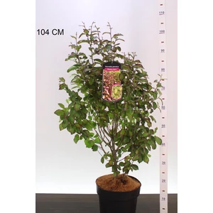 Oszlopos perzsafa PARROTIA PERSICA PERSIAN SPIRE 60/80 K7