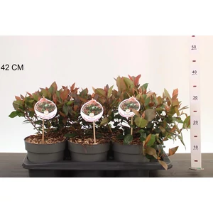 Örökzöld korallberkenye  PHOTINIA FRASERI LITTLE RED ROBIN 25/30 CS17