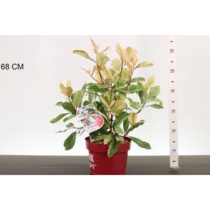 Örökzöld korallberkenye  PHOTINIA FRASERI PINK CRISPY 40/60 K5