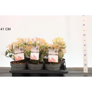 Japán babérhanga    PIERIS JAPONICA FLAMING SILVER 20/30 CS17