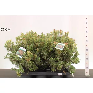 Japán babérhanga    PIERIS JAPONICA LITTLE HEATH 30CM K2