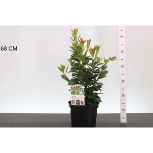 Oszlopos babérmeggy   PRUNUS LAUROCERASUS BONAPARTE 40CM K4