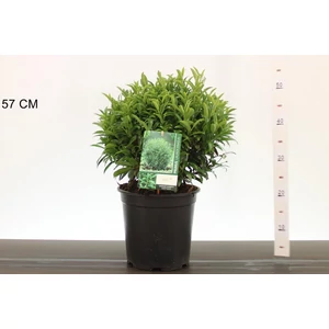 Közönséges babérmeggy PRUNUS LAUROCERASUS FILIGROW SOFIA 25CM GÖMB K6,5