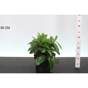 Közönséges babérmeggy   PRUNUS LAUROCERASUS MOUNT VERNON 25CM K3