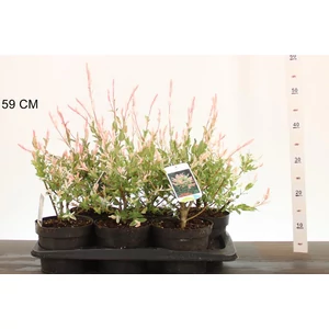 Tarkalevelű japán fűz  SALIX INTEGRA HAKURO-NISHIKI 30/40 K2