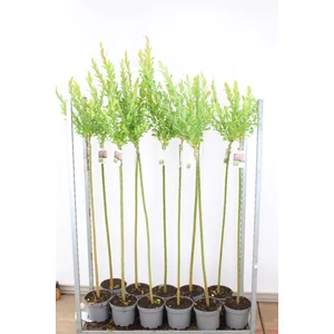 Tarkalevelű japán fűz  SALIX INTEGRA HAKURO-NISHIKI T120 K5
