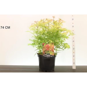 Aranylombú tollas gyöngyvessző   SORBARIA SORBIFOLIA SEM 40/50 K10