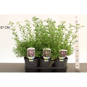 Japán gyöngyvessző SPIRAEA JAPONICA LITTLE PRINCESS 25/30 K2