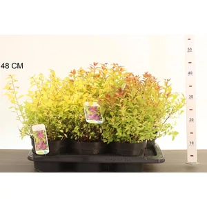 Japán gyöngyvessző SPIRAEA JAPONICA GOLDMOUND K2