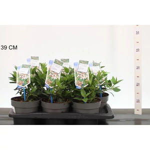 Téli bangita    VIBURNUM TINUS EVE PRICE 30/35 CS17