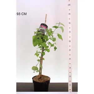 Végzetfa  CLERODENDRON TRICHOTOMUM 60/80 K4