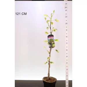 Tulipánfa  LIRIODENDRON TULIPIFERA AUREOMARGINATA 60/80 K4