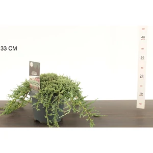 Kék kúszóboróka  JUNIPERUS HORIZONTALIS ICEE BLUE 20/25 K3
