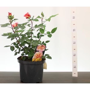 Rózsa  ROSA AUGUSTA LOUISE 50/60 CS23