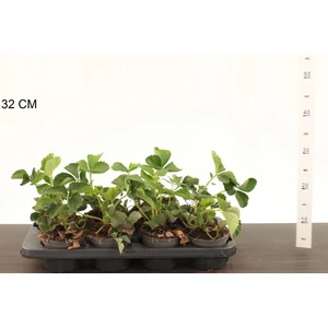 Szamóca  FRAGARIA × ANANASSA ELSANTA CS12