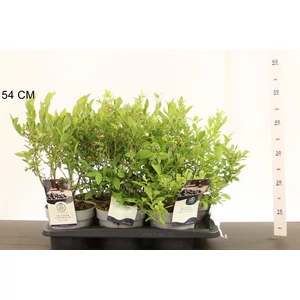 Kék áfonya  VACCINIUM CORYMBOSUM CS17