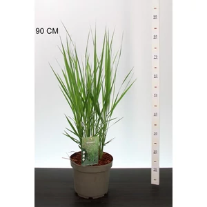 Vesszős köles  PANICUM VIRGATUM NORTWIND 40/60 CS23