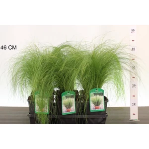 Árvalányhaj  STIPA TENUISSIMA PONY TAILS K2