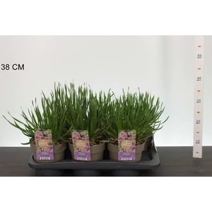 Díszhagyma  ALLIUM MILLENNIUM CS17