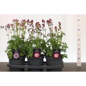 Völgycsillag  ASTRANTIA FAJTÁK 40/45 CS19