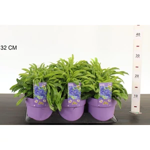 Baracklevelű harangvirág   CAMPANULA PERSICIFOLIA TAKION BLUE CS15