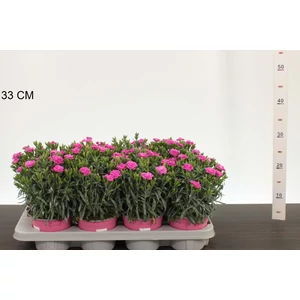 Évelő szegfű  DIANTHUS PEMAN CS12