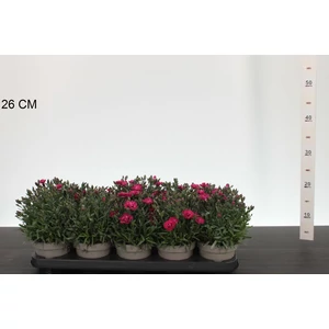 Évelő szegfű  DIANTHUS EARLY LOVE CS12