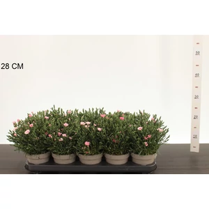 Évelő szegfű  DIANTHUS PEACH PARTY CS12