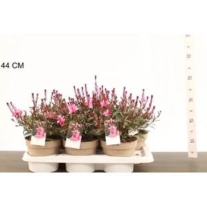 Évelő díszgyertya  GAURA LINDHEIMERI BELEZZA EARY PINK 30CM CS17
