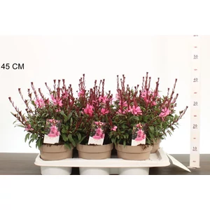 Évelő díszgyertya  GAURA LINDHEIMERI BELEZZA EARY PINK 30CM CS17