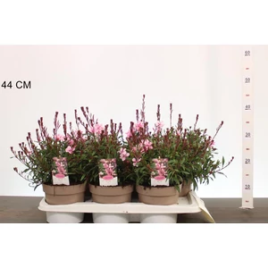 Évelő díszgyertya   GAURA LINDHEIMERI GAUDI ROSE CS17