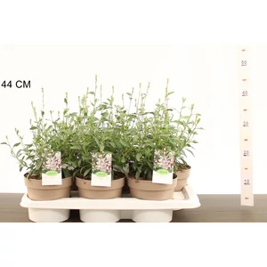 Évelő díszgyertya  GAURA LINDHEIMERI GEISER WHITE CS17