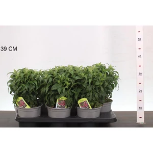 méhbalzsam  MONARDA OVERIG CS15