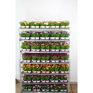 Afrikai aranyvirág   OSTEOSPERMUM ECKLONIS CS10,5