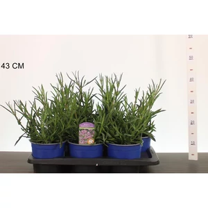 Ernyős verbéna, vasfű  VERBENA BONARIENSIS LOLLIPOP CS17