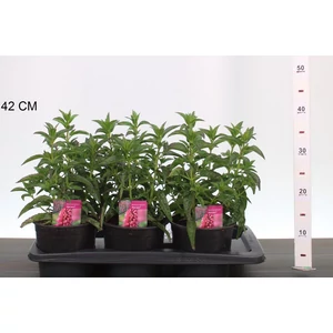 Macskafarkú veronika  VERONICA SPICATA FIRST LOVE K2