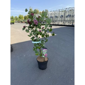 Illatos fűszercserje CALYCANTHUS HARTLAGE WINE 60/80 K6,5
