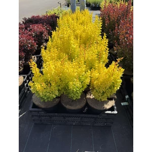 Japán oszlopos borbolya BERBERIS THUNBERGII GOLDEN TORCH 25/30 K4
