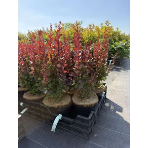 Oszlopos vérborbolya  BERBERIS THUNBERGII RED PILLAR 25/30 K4